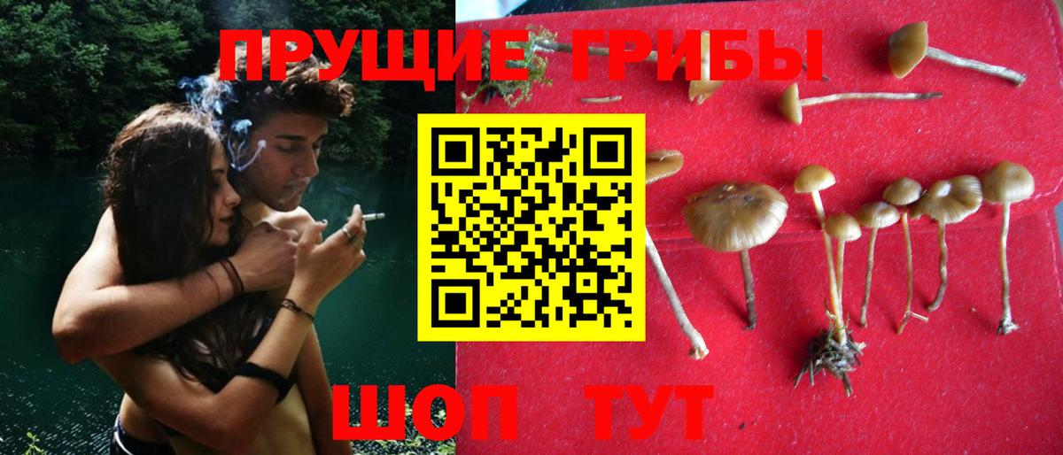Псилоцибиновые грибы мицелий Владикавказ